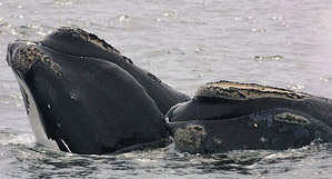 two North Atlantic right whales in the ocean