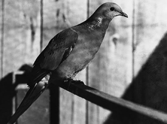 Martha, the last passenger pigeon, lived her entire 29-year life in the Cincinnati Zoo.