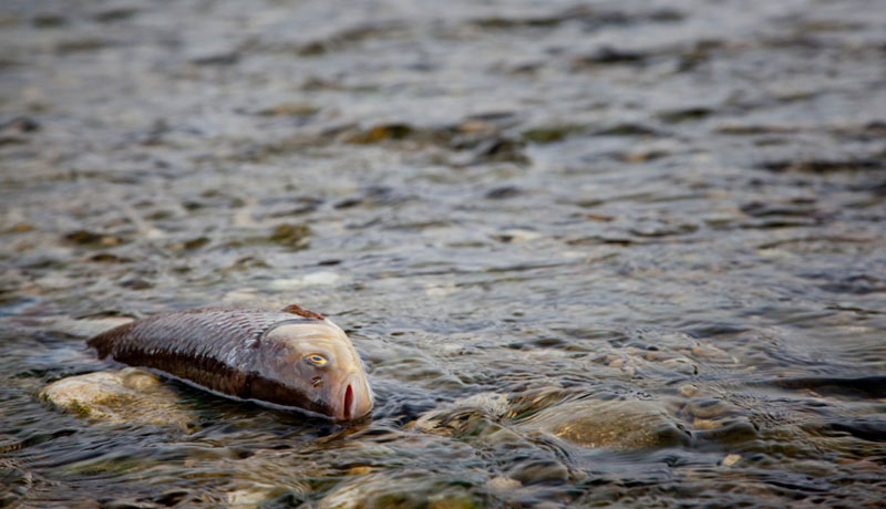 a dead fish washed ashore