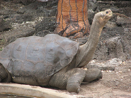 giant tortoise named Lonesome George