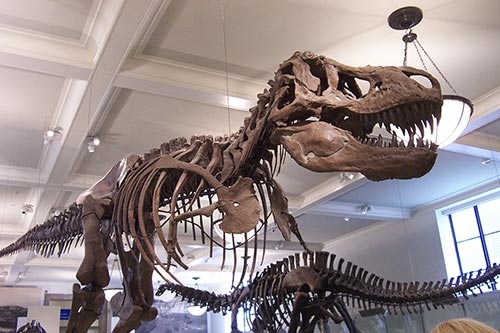 Tyrannosaurus rex skeleton at a museum